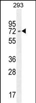 WB - I2BP2 Antibody  (Center) AP10524c