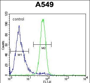 FC - FSTL1 Antibody (C-term) AP10534b