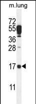 C14orf126 Antibody (C-term) (Cat. #AP10553b) western blot analysis in mouse lung tissue lysates (35ug/lane).This demonstrates the C14orf126 antibody detected the C14orf126 protein (arrow).