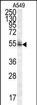 WB - WDR32 Antibody (N-term) AP10636b
