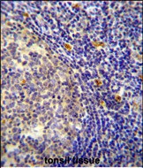 IHC-P - YDJC Antibody (Center) AP10640c