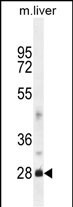WB - DNAJB8 Antibody (N-term) AP10643a