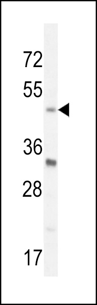 BHLHE40 Antibody (N-term) (Cat. #AP10647a) western blot analysis in mouse Neuro-2a cell line lysates (35ug/lane).This demonstrates the BHLHE40 antibody detected the BHLHE40 protein (arrow).
