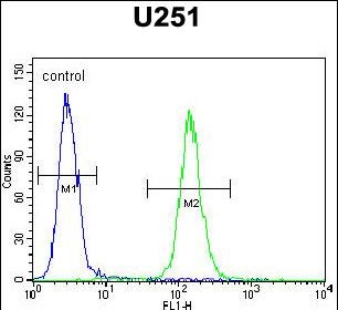 FC - BHLHA15 Antibody (C-term) AP10649B