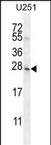 BHLHA15 Antibody (C-term) (Cat. #AP10649b) western blot analysis in U251 cell line lysates (35ug/lane).This demonstrates the BHLHA15 antibody detected the BHLHA15 protein (arrow).