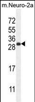 WB - BHLHA15 Antibody (C-term) AP10649B
