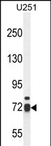 WB - WDR76 Antibody (C-term) AP10651b