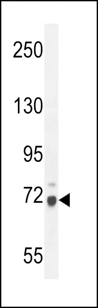 WB - WDR76 Antibody (C-term) AP10651b
