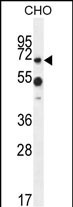ZUFSP Antibody (N-term) (Cat. #AP10653a) western blot analysis in  CHO cell line lysates (35ug/lane).This demonstrates the ZUFSP antibody detected the ZUFSP protein (arrow).