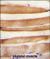 IHC-P - ARV1 Antibody  (N-term) AP10655a