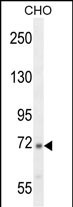 C2 Antibody (N-term) (Cat. #AP10662a) western blot analysis in CHO cell line lysates (35ug/lane).This demonstrates the C2 antibody detected the C2 protein (arrow).