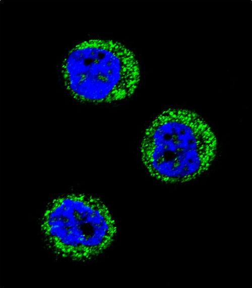 Confocal immunofluorescent analysis of HP Antibody (Center)(Cat#AP10680c) with MDA-MB435 cell followed by Alexa Fluor 488-conjugated goat anti-rabbit lgG (green).DAPI was used to stain the cell nuclear (blue).