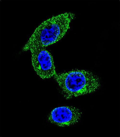 Confocal immunofluorescent analysis of SORBS1 Antibody (Center) (Cat#AP10689c) with MDA-MB231 cell followed by Alexa Fluor 488-conjugated goat anti-rabbit lgG (green). DAPI was used to stain the cell nuclear (blue).