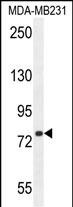 WB - SORBS1 Antibody (Center) AP10689C