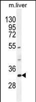 WB - FAM78B Antibody (Center) AP10691c