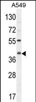 C5AR1 Antibody (Center) (Cat. #AP10701c) western blot analysis in A549 cell line lysates (35ug/lane).This demonstrates the C5AR1 antibody detected the C5AR1 protein (arrow).
