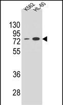 WB - ENTPD3 Antibody (C-term) AP10716b