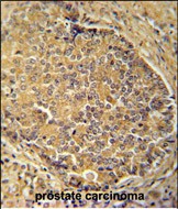 IHC-P - IGSF1 Antibody (C-term) AP10732b