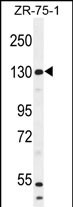 WB - WWC1 Antibody (N-term) AP10740a