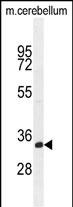 WB - TMEM66 Antibody (N-term) AP10746a
