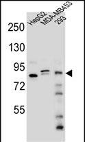 WB - KIAA1310 Antibody (Center) AP10747c