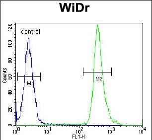 FC - ZC4H2 Antibody (C-term) AP10760b