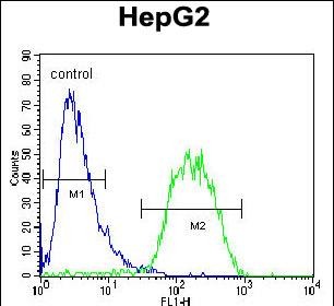 FC - BUD13 Antibody (C-term) AP10761b