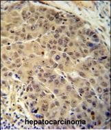 IHC-P - BUD13 Antibody (C-term) AP10761b