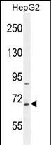 WB - BUD13 Antibody (C-term) AP10761b