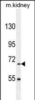 WB - BUD13 Antibody (C-term) AP10761b