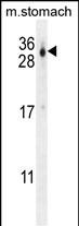 WB - CU070 Antibody (C-term) AP10769B