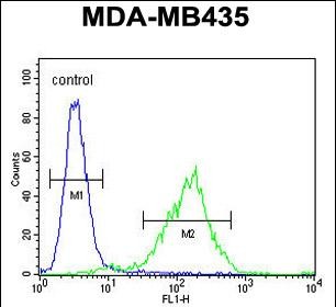 FC - CK073 Antibody (N-term) AP10780a