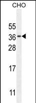 WB - CK073 Antibody (N-term) AP10780a