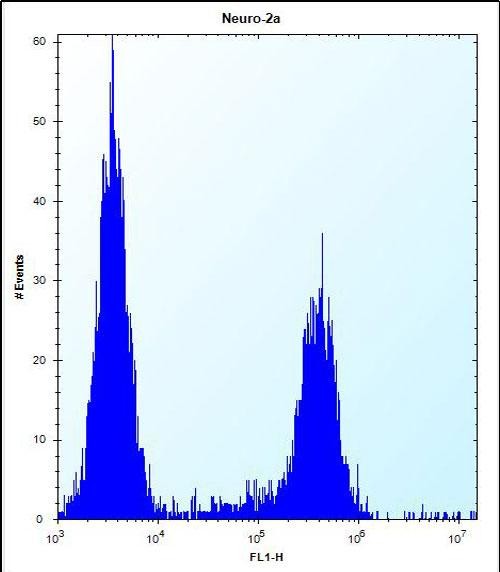 FC - CF153 Antibody (C-term) AP10785b