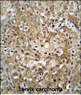IHC-P - CF153 Antibody (C-term) AP10785b