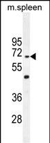 WB - CCDC9 Antibody (N-term) AP10786A