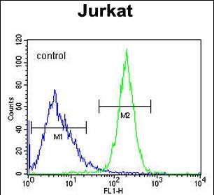 FC - CWC22 Antibody (N-term) AP10788a