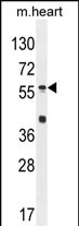 WB - SP8 Antibody  (C-term) AP10802B