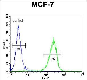 FC - CO027 Antibody  (C-term) AP10811b
