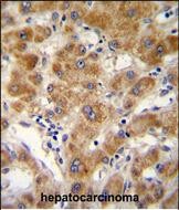 IHC-P - ODF3B Antibody (N-term) AP10814a