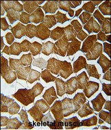 IHC-P - ORML2 Antibody  (Center) AP10815c