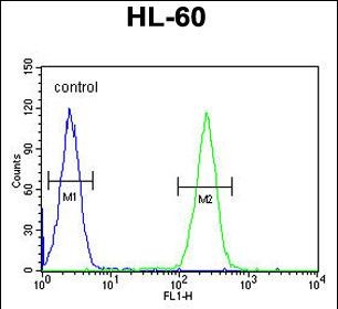 FC - BCORL1 Antibody (N-term) AP10847a