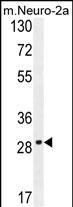 OR9Q1 Antibody (C-term) (Cat. #AP10896b) western blot analysis in mouse Neuro-2a cell line lysates (35ug/lane).This demonstrates the OR9Q1  antibody detected the OR9Q1  protein (arrow).