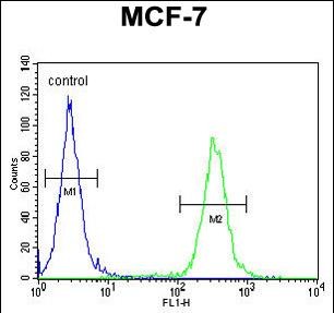FC - NKPD1 Antibody (C-term) AP10916b