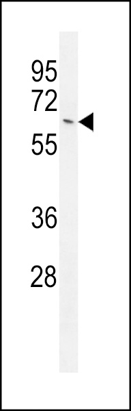WB - NKPD1 Antibody (C-term) AP10916b