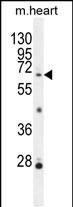 WB - NKPD1 Antibody (C-term) AP10916b