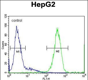 FC - SOHLH1 Antibody (N-term) AP10919A