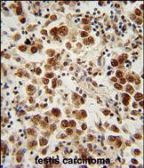 IHC-P - SOHLH1 Antibody (N-term) AP10919A