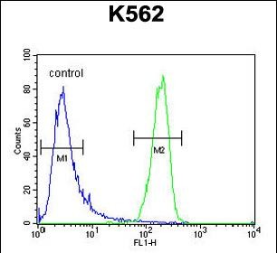 FC - ATP8A2 Antibody (N-term) AP10934a