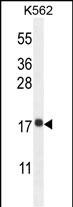 RPL27A Antibody (C-term) (Cat. #AP10937b) western blot analysis in K562 cell line lysates (35ug/lane).This demonstrates the RPL27A antibody detected the RPL27A protein (arrow).